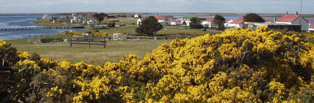 flora settlements, gorse at Goosegreen